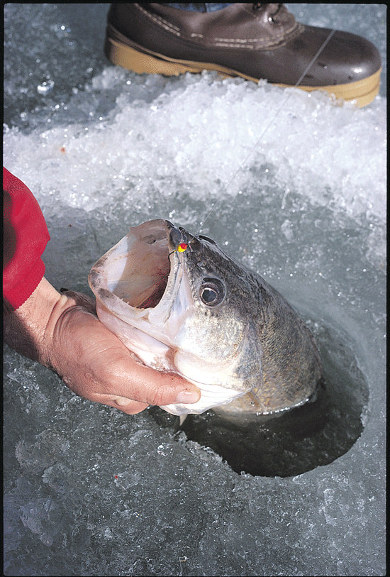 Ice Fishing Walleye Lures InFisherman
