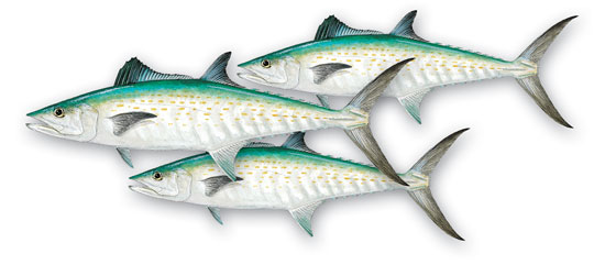 Image result for Mackerel Catfish