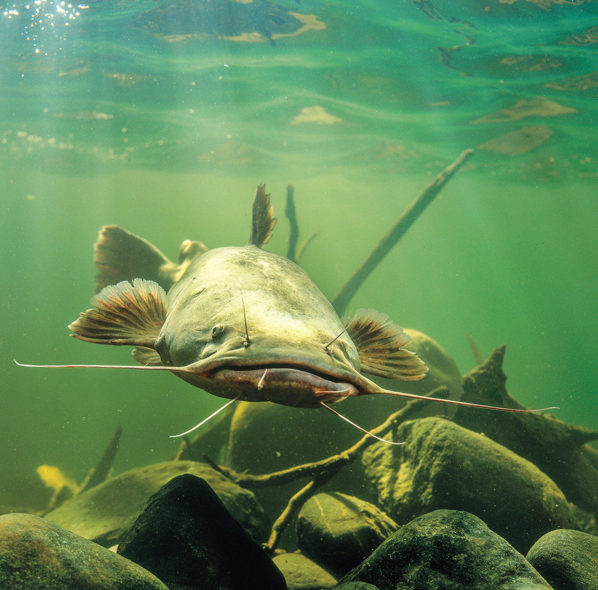 2014 : New Michigan Flathead Catfish Record