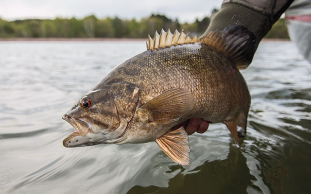 Fishing-for-Prespawn-Smallmouth-Bass