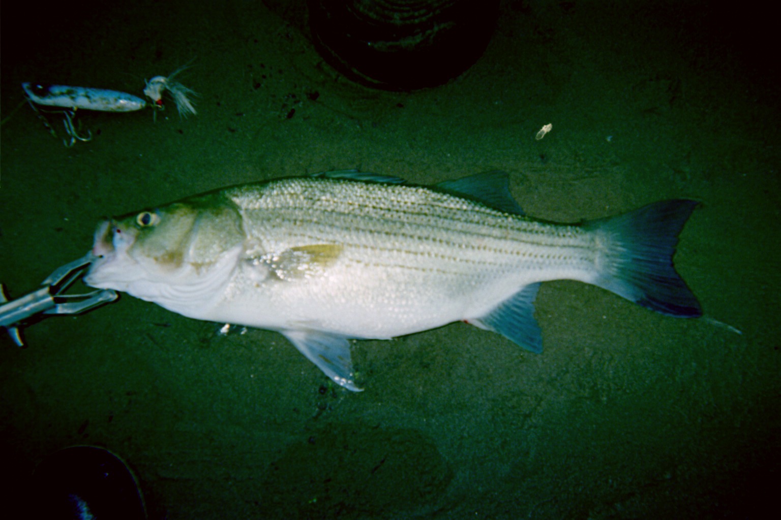 Early morning topwater hybrid striped bass (26.75) - In-Fisherman