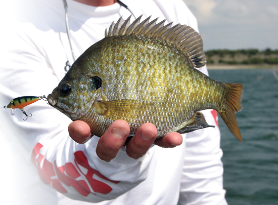 Bait dynamics for crappie