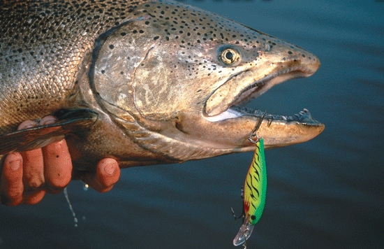 Top 5 Lure Presentations for Chinook Salmon