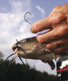 The Science Of Circle Hooks - In-Fisherman
