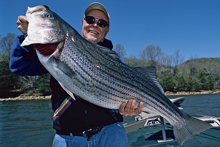 Stripers: Livebait Secrets Of The Cumberland River Boys - In-Fisherman