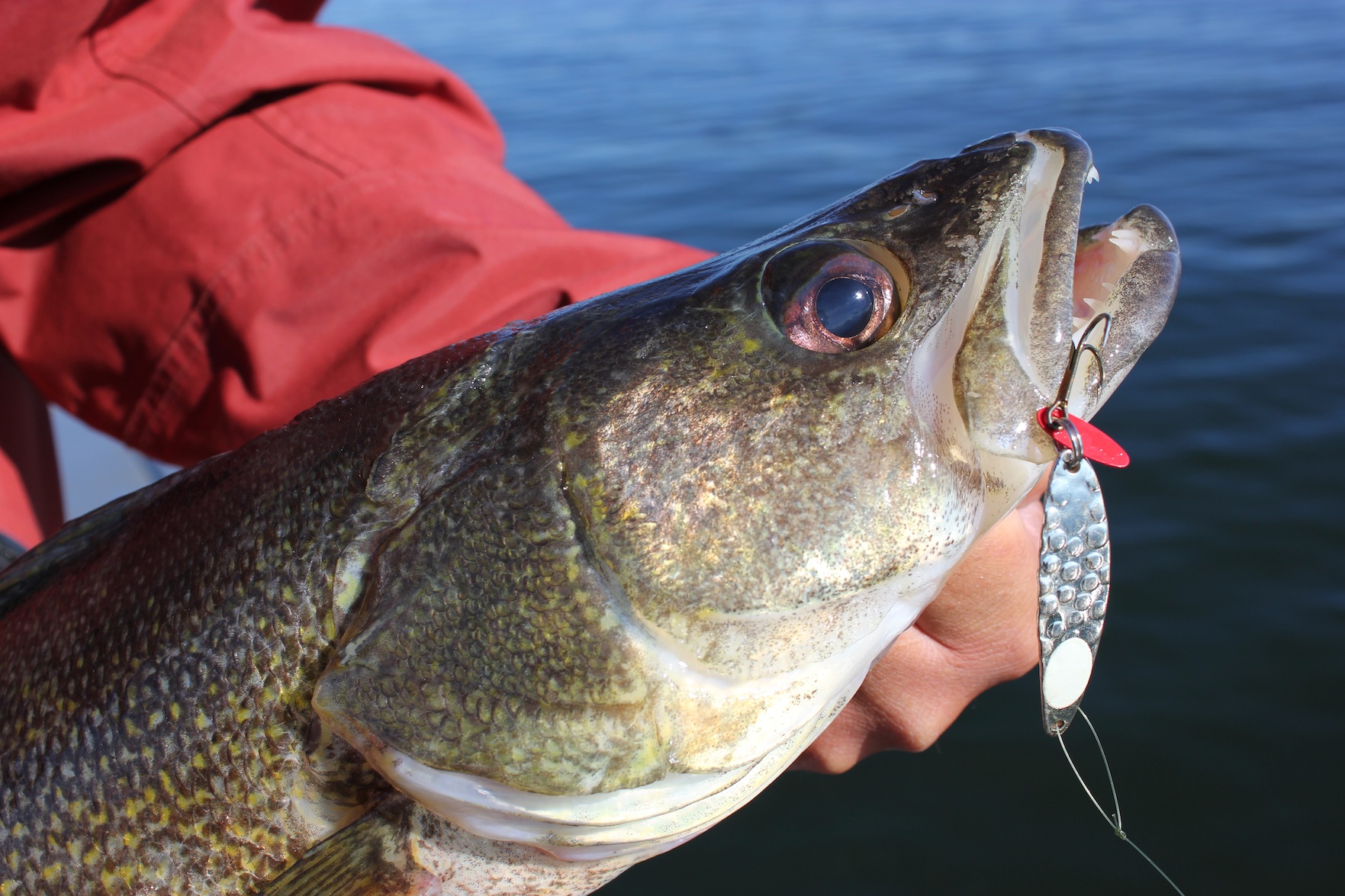 Tackle Week 2023: The best new lures for walleye, bass, trout, northern  pike, muskies and panfish • Outdoor Canada