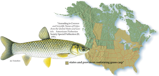 Those Other Fish: Grass Carp - In-Fisherman