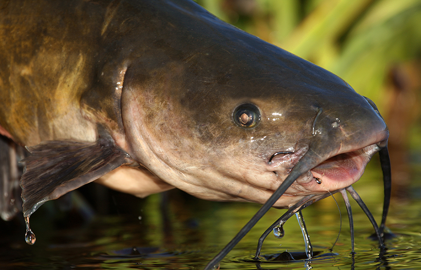 Introducing the ultimate weapon for catfish anglers: The Whisker