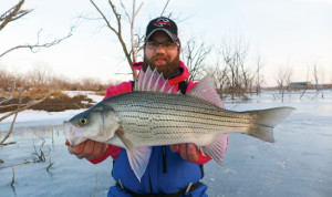 //www.in-fisherman.com/files/2014/10/Hybrid-Stripers-Ice-Fishing-In-Fisherman-300x178.jpg