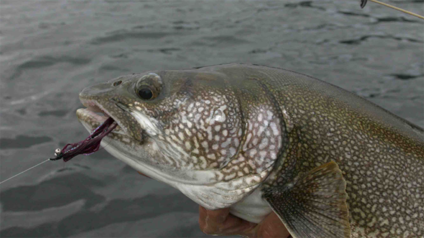 //www.in-fisherman.com/files/2017/09/Lake-Superior-Lake-Trout-on-fly.jpg