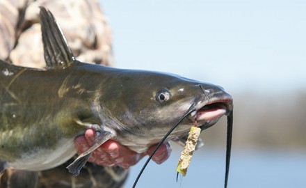 8 Best Catfish Rigs - When, Where and How to Use Them - In-Fisherman