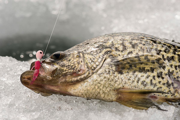 ice fishing for panfish for Sale OFF 60%